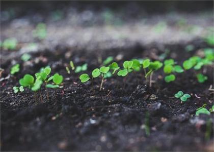 土壤和沉積物 有機氯農藥的測定 氣相色譜法